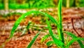 Green grass on wet soil