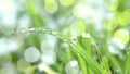 green grass with wet water drops background in sunlight in the morning  raindrops on grass leaves blades in spring  new grass Royalty Free Stock Photo