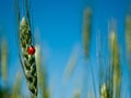 Green grass of wheat with ladybug on a blurred background of the sky field Royalty Free Stock Photo