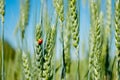 Green grass of wheat with ladybug on a blurred background of the sky field Royalty Free Stock Photo