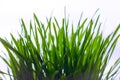 Green grass on a white background