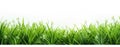 green grass white background Royalty Free Stock Photo