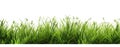 green grass white background Royalty Free Stock Photo