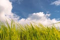 Green grass and white cloud blue sky in outdoor park Royalty Free Stock Photo