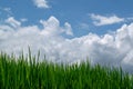 Grass and Clouds in Rice Terrace in Bali, Indonesia Royalty Free Stock Photo