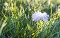 On green grass white flower chrysanthemum in drops of dew rain macro Royalty Free Stock Photo