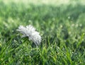 On green grass white flower chrysanthemum in drops of dew rain macro Royalty Free Stock Photo