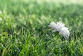 On green grass white flower chrysanthemum in drops of dew rain macro Royalty Free Stock Photo