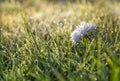 On green grass white flower chrysanthemum in drops of dew rain macro Royalty Free Stock Photo