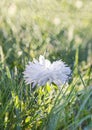 On green grass white flower chrysanthemum in drops of dew rain macro Royalty Free Stock Photo