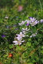 Green grass with white flowers Royalty Free Stock Photo