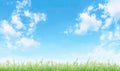 Green grass, white flowers under blue sky with fluffy clouds Royalty Free Stock Photo