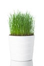 Green grass in white pot Royalty Free Stock Photo