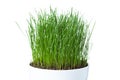 Green grass in white pot Royalty Free Stock Photo