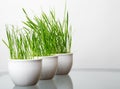 Green grass in the white pot Royalty Free Stock Photo