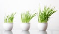 Green grass in the white pot Royalty Free Stock Photo