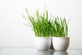 Green grass in the white pot Royalty Free Stock Photo