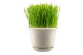 Green grass in white pot Royalty Free Stock Photo