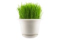 Green grass in white pot, on white Royalty Free Stock Photo