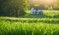 Green grass in a wide meadow, country house in the background, artistically blurred