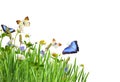 Green grass and wild flowers with colorful butterflies in a corner arrangement isolated on white Royalty Free Stock Photo