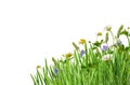 Green grass and wild flowers in a corner arrangement isolated on white Royalty Free Stock Photo