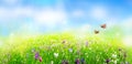 Green grass and wild flowers in field,  natural landscape background in summer Royalty Free Stock Photo