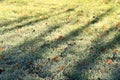 Green Grass winter field Royalty Free Stock Photo