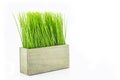 Green grass in wood flower pot