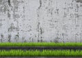 Green grass on wooden panels in front of concrete