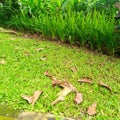 Green grass yard herb fallenleaves dryleaves cool