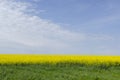 Green grass, yellow blooming canola field, blue sky.Sunny day in the field Royalty Free Stock Photo