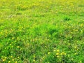 Green grass and yellow dandelions