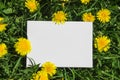 On a green grass with yellow dandelions white clean sheet rectangle of spears Royalty Free Stock Photo