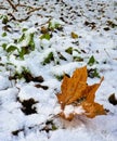 Green grass and yellow fallen leaf under the first snow. Royalty Free Stock Photo