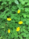 green grass and yellow flowers