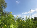 Green grass, yellow flowers and blue sky on sunny summer day Royalty Free Stock Photo