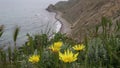 Green grass and yellow flowers sway in the wind on a background of the sea shore in spring