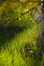 Green Grass And Yellow Foliage In Early Autumn. Sunny Day In September Forest. Bright Yellow Tree Branch, Leaf Fall, Green Hill