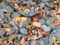 Green grass and yellowed leaves. Autumn natural wallpaper. The best autumn texture. Royalty Free Stock Photo
