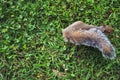 Green grasses background and squirrel.