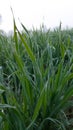 Green grasses with dew nature images