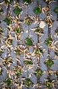 Green grasses in holes of paving blocks with seeds at autumn. background, pattern, texture. Royalty Free Stock Photo