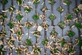 Green grasses in holes of paving blocks with seeds at autumn. background, pattern, texture. Royalty Free Stock Photo