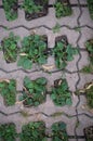 Green grasses in holes of paving blocks with seeds at autumn. background, pattern, texture. Royalty Free Stock Photo