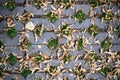 Green grasses in holes of paving blocks with seeds at autumn. background, pattern, texture. Royalty Free Stock Photo