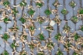 Green grasses in holes of paving blocks with seeds at autumn. background, pattern, texture. Royalty Free Stock Photo