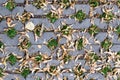 Green grasses in holes of paving blocks with seeds at autumn. background, pattern, texture. Royalty Free Stock Photo