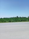 Green grasses near the street