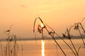 Sunset landscape of a river, grasses in foreground